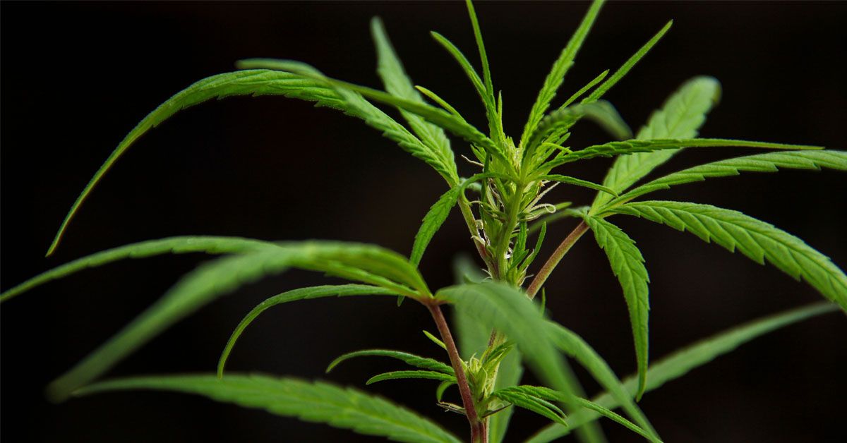 More US Farmers Planting Industrial Hemp as They Prepare for Federal Legalization 