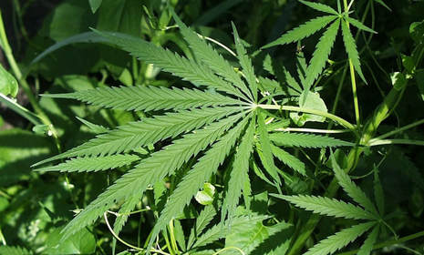 Marijuana Oversupply Leads Oregon Growers to Go to Hemp 