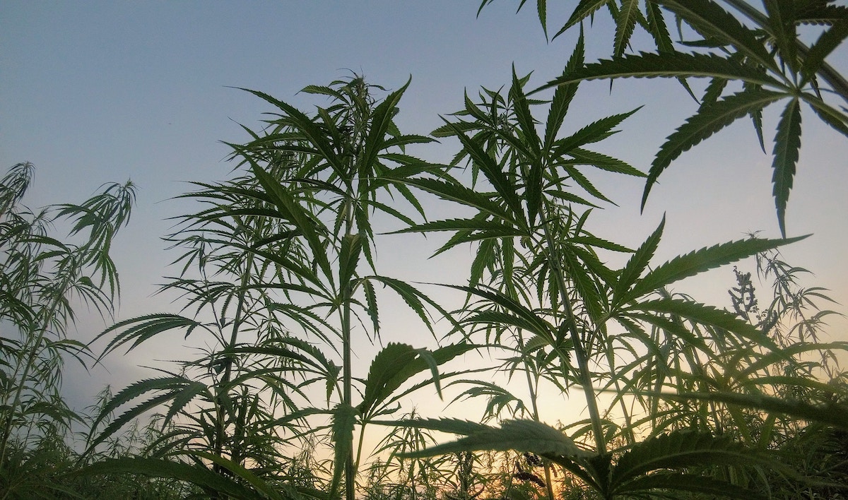 SC Department of Agriculture Asks USDA to Adjust Hemp Rule to Help Farmers 