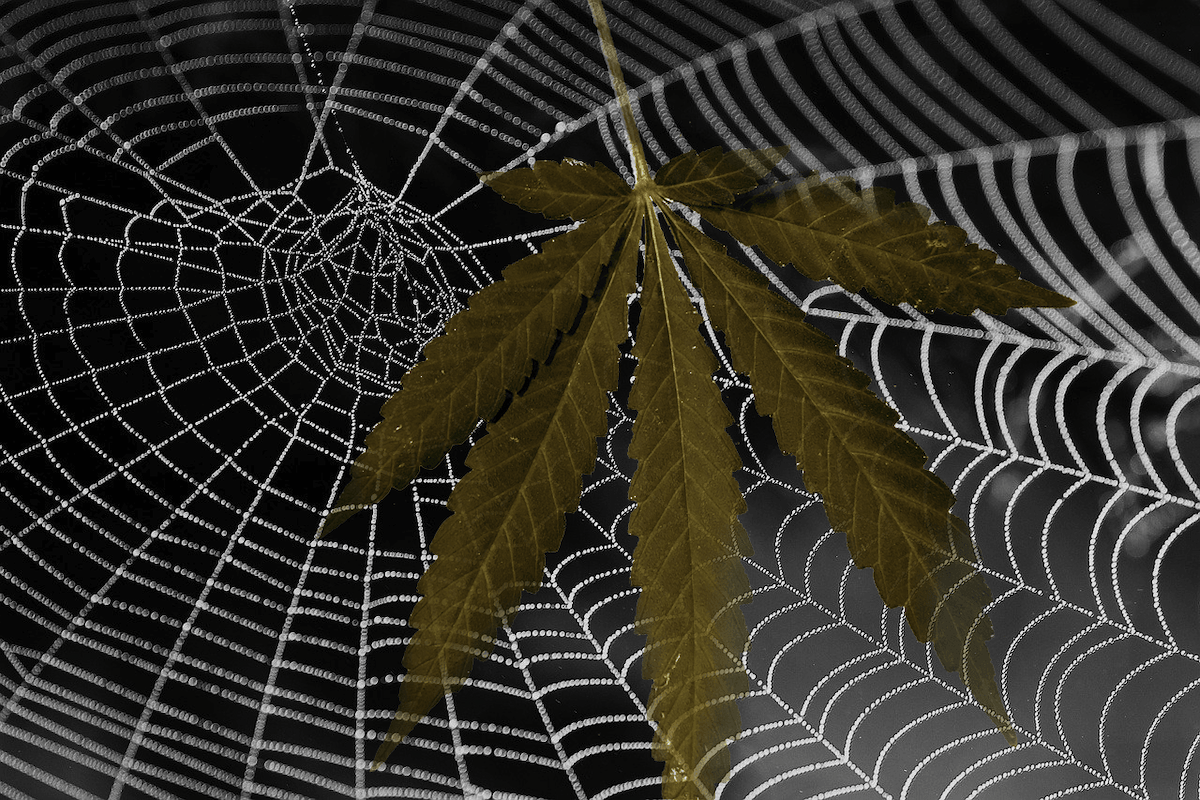 Charlotte’s Web Caught in a Sticky Class Action Suit for False Labeling of CBD Products 
