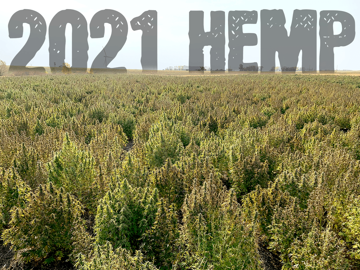 Hemp 2021: Industry Insiders Offer Projections for the Year 