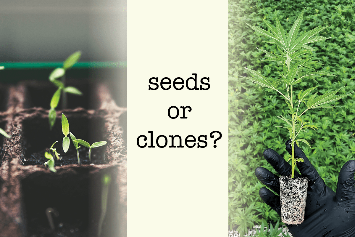 Seeds or Clones? Considerations in Choosing How to Start a Cannabinoid Hemp Crop 