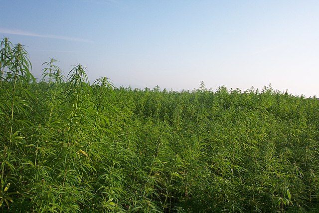 industrial hemp field