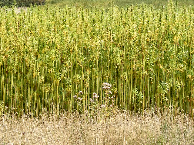 Industrial Hemp Field