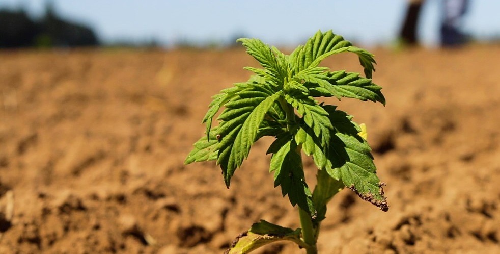 Where Does the U.S. Hemp Industry Go From Here? 