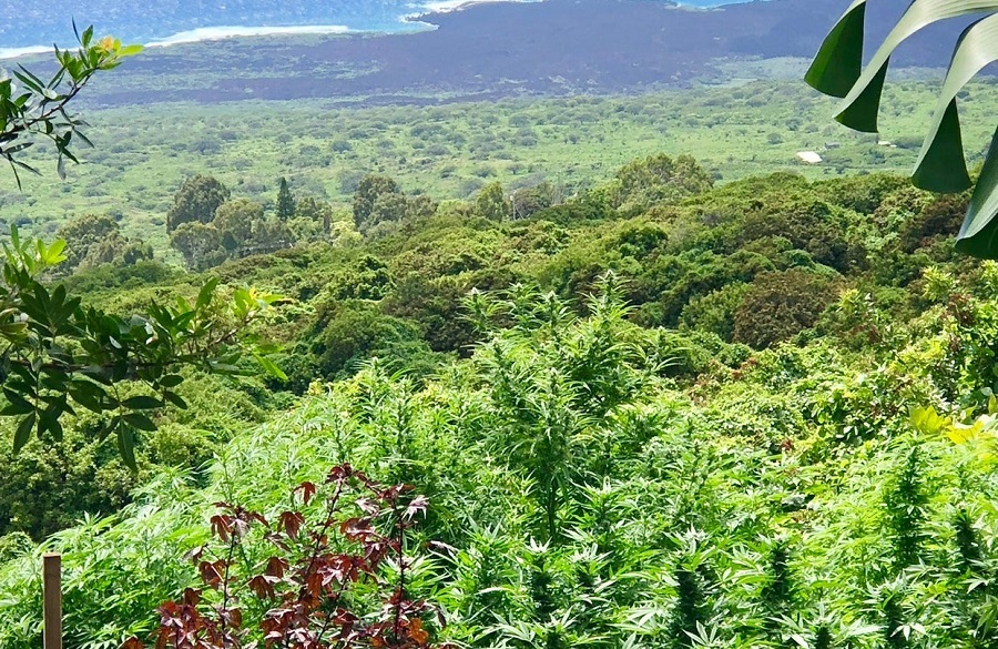Exporting U.S. Hemp: The View from Hawaii 