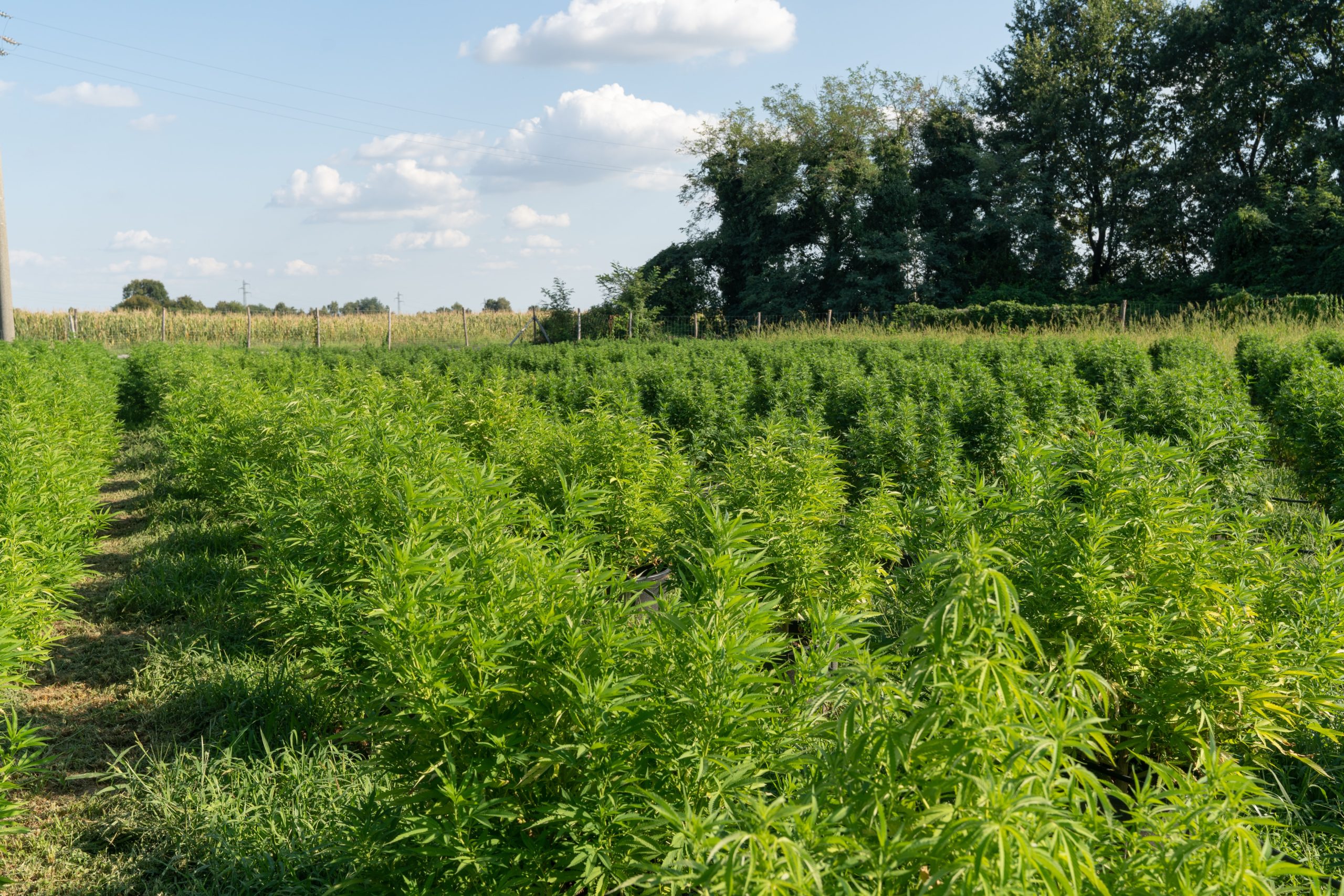 State Hemp Program Update