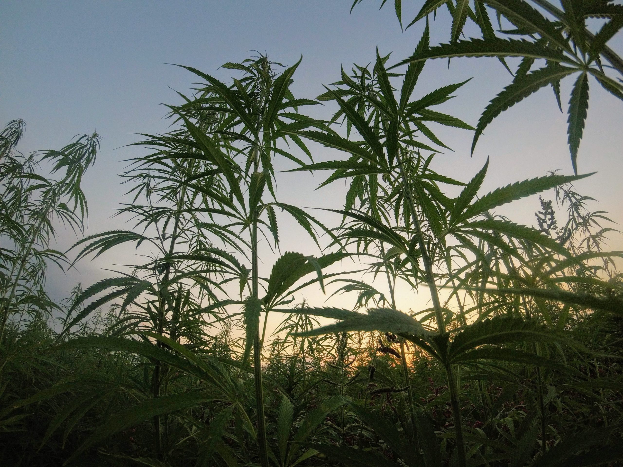 How Much Hemp has Been Planted in 2022? 