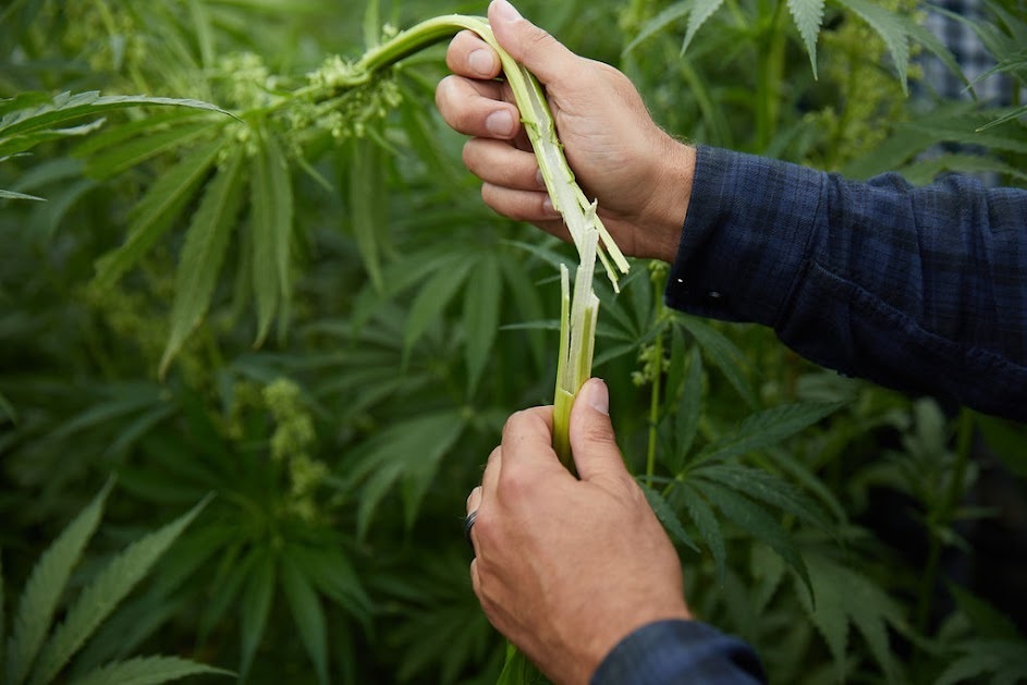 Where Does the Hemp Fiber Sector Stand in 2023?