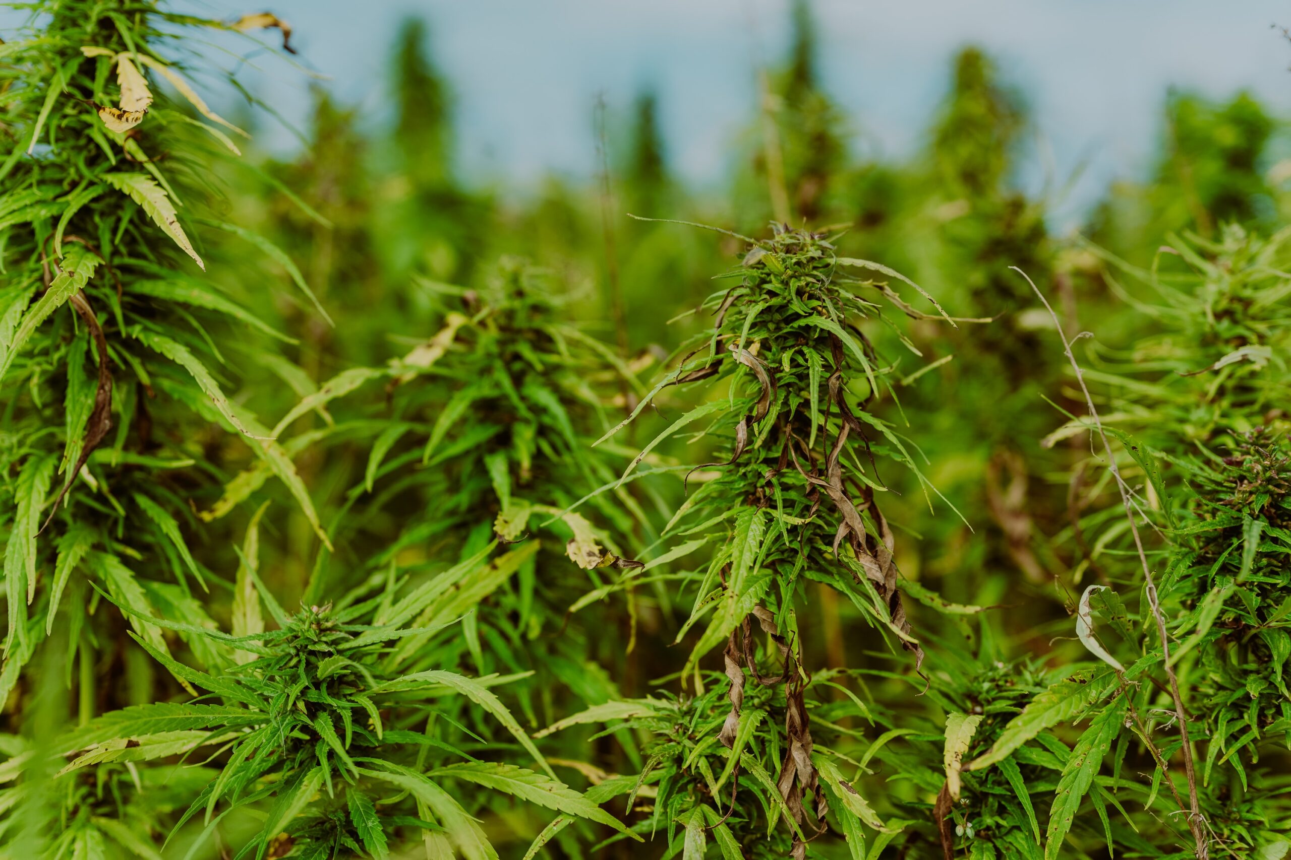 How South Dakota Became a Leader in Industrial Hemp Production 